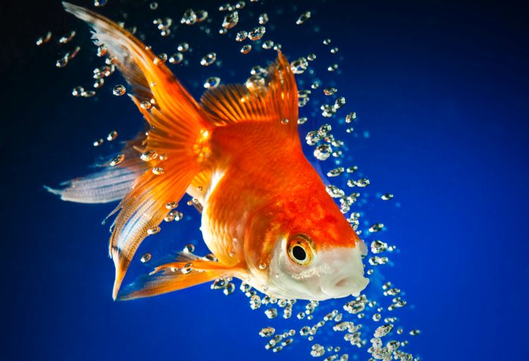 A bright, orange goldfish swimming in dark blue bubble water.