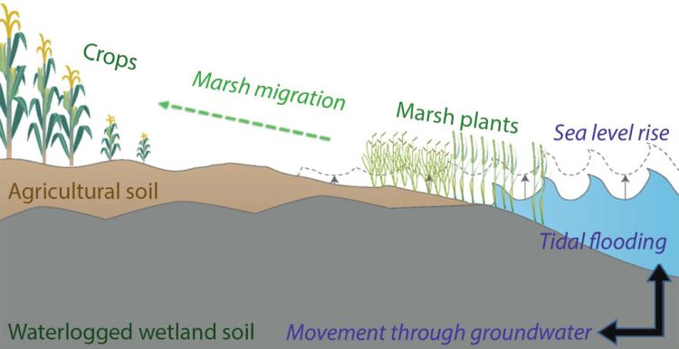 An illustration of saltwater intrusion with 4 colors: white for crops on the top, below is light brown for agricutural soil, next is dark grey for waterlogged wetland soil and on the right is blue for sea leval rise, mark with some marsh plants.