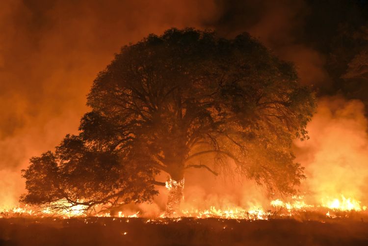 Oregon Ash tree ablaze, engulfing sky in black, grey, and white smoke. Fiery hues paint the ground and heavens.