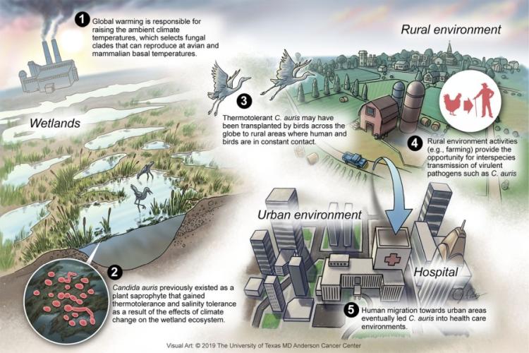 Image with five drawings showing the five factors of c. Auris emergence and spread to humans. 1.) Global warming represented by a smoking factory 2.) Round drawing of c.Auris shown over a wetlands, representing the place where the virus mutating to cope with climate change and salinity. 3.) Flying birds, depicting transmission to rural humans. 4. Drawing of a farms, depicting location for interspecies transmission. 5.) Drawing of a hosptital, symbolizing health care facilities where c. Auris is spread.