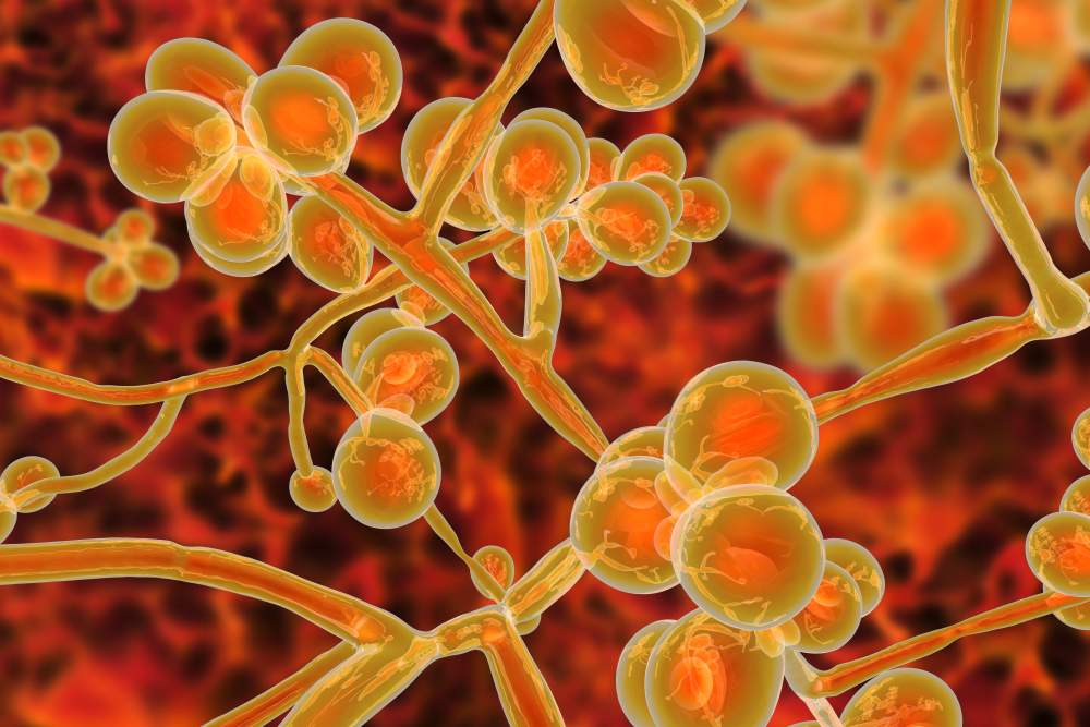 A colorful red and orange image of the fungus Candida Auris.