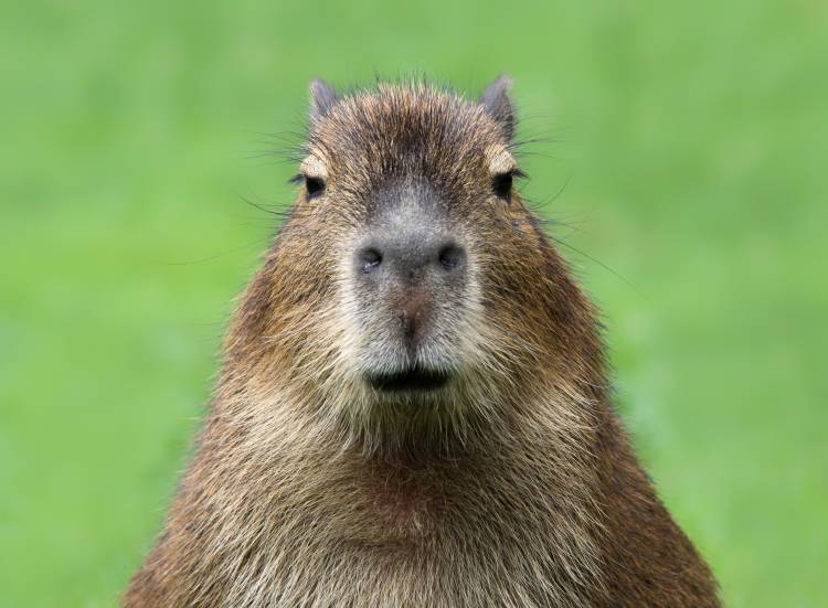 Cute young capybara, shown against a green background, staring head-on at the viewer.