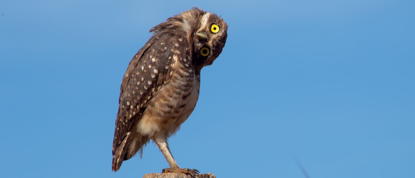 funny owl looking with wide and curious eyes at the camera. It has brown feathers with white spots, big yellow eyes.