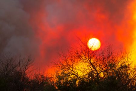 Forest fire at sunset in the Chaco region of Argentina, red and grey smokey sky, black death trees.