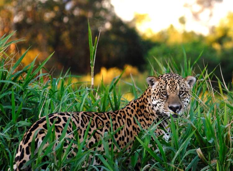 Beautiful, spotted male jaguar (panthera onca) in a grassy field, looking towards the camera.