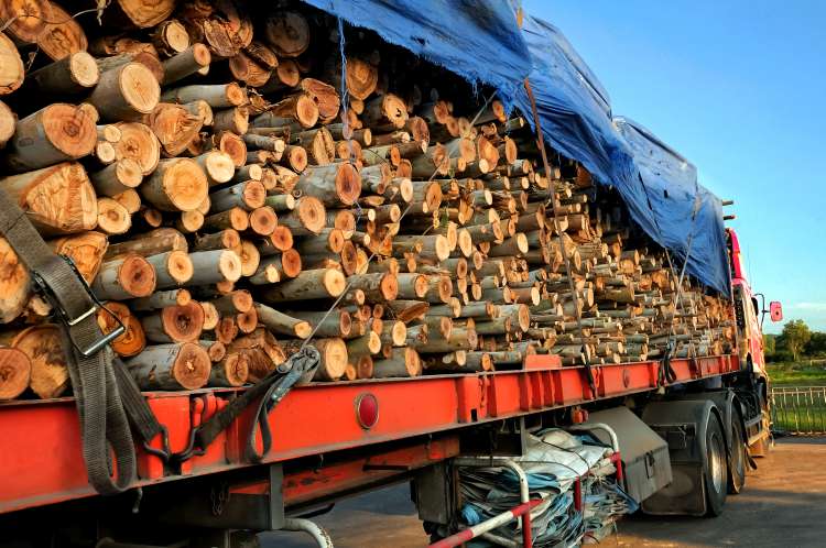 Stack of wood on a red trailer ready to go to factory and it was cover with blue sheet, tighted with brown thick big belts.