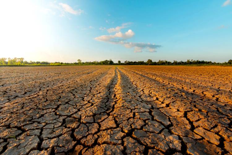 A dry, cracked landscape under a partly cloudy sky, with distant trees, drought.