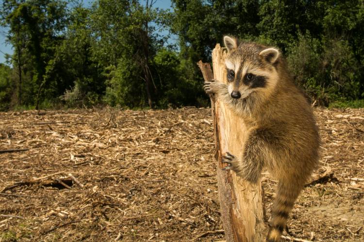 Brown baby raccoon with black patches around its black eyes, white pointed ears clings to tree stump, green trees behind, clear ground ahead.